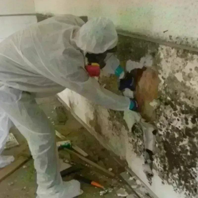 Mold Remediation and Removal in Yakima County, WA